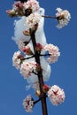 Viburnum x bodnantense Ã¢â¬ËDawnÃ¢â¬â¢